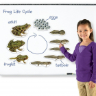 Large magnetic life cycle frog - Biology - Nature