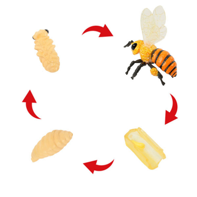 Life cycle model "honey bee", 4 parts