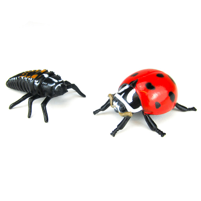 Life cycle model "ladybird", 4 parts